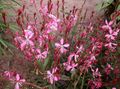 rožinis Sodo Gėlės Gaura Nuotrauka, auginimas ir aprašymas, charakteristikos ir augantis
