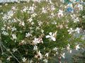 white Garden Flowers Gaura Photo, cultivation and description, characteristics and growing