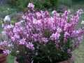 ピンク 庭の花 Gaura フォト, 栽培 と 説明, 特性 と 成長