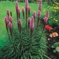 pink Garden Flowers Gayfeather, Blazing Star, Button Snakeroot, Liatris Photo, cultivation and description, characteristics and growing