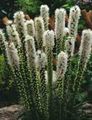 white Garden Flowers Gayfeather, Blazing Star, Button Snakeroot, Liatris Photo, cultivation and description, characteristics and growing