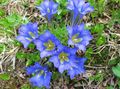 light blue Garden Flowers Gentian, Willow gentian, Gentiana Photo, cultivation and description, characteristics and growing