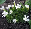 white Garden Flowers Gentian, Willow gentian, Gentiana Photo, cultivation and description, characteristics and growing