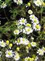 balts Dārza Ziedi Vācu Kumelīte, Aromātisks Mayweed, Matricaria recutita Foto, audzēšana un apraksts, raksturlielumi un augošs