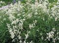 white Giant Fleeceflower, White Fleece Flower, White Dragon, Polygonum alpinum, Persicaria polymorpha Photo, cultivation and description, characteristics and growing