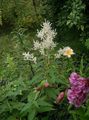 white Giant Fleeceflower, White Fleece Flower, White Dragon, Polygonum alpinum, Persicaria polymorpha Photo, cultivation and description, characteristics and growing