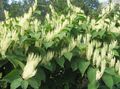 white Garden Flowers Giant Knotweed, Polygonum sachalinense, Fallopia sachalinensis Photo, cultivation and description, characteristics and growing