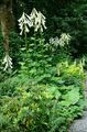 white Garden Flowers Giant Lily, Cardiocrinum giganteum Photo, cultivation and description, characteristics and growing