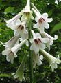 balts Dārza Ziedi Milzu Lilija, Cardiocrinum giganteum Foto, audzēšana un apraksts, raksturlielumi un augošs