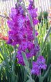 lilac Garden Flowers Gladiolus Photo, cultivation and description, characteristics and growing