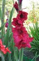 red Garden Flowers Gladiolus Photo, cultivation and description, characteristics and growing
