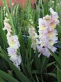 pink Garden Flowers Gladiolus Photo, cultivation and description, characteristics and growing