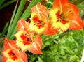 Foto Gladiolus beskrivelse, egenskaber og voksende