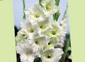 white Garden Flowers Gladiolus Photo, cultivation and description, characteristics and growing