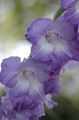 light blue Garden Flowers Gladiolus Photo, cultivation and description, characteristics and growing