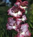 burgundy Garden Flowers Gladiolus Photo, cultivation and description, characteristics and growing