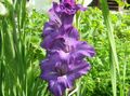 Bilde Gladiolus beskrivelse, kjennetegn og voksende