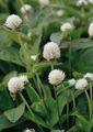 bianco I fiori da giardino Globo Amaranto, Gomphrena globosa foto, la lavorazione e descrizione, caratteristiche e la coltivazione