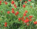 rosso I fiori da giardino Globo Amaranto, Gomphrena globosa foto, la lavorazione e descrizione, caratteristiche e la coltivazione