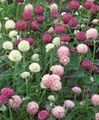 rosa I fiori da giardino Globo Amaranto, Gomphrena globosa foto, la lavorazione e descrizione, caratteristiche e la coltivazione