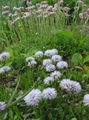 white Garden Flowers Globe Daisy, Globularia Photo, cultivation and description, characteristics and growing