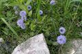 light blue Garden Flowers Globe Daisy, Globularia Photo, cultivation and description, characteristics and growing