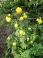 yellow Globe flower, Trollius Photo, cultivation and description, characteristics and growing