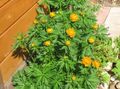orange Globe flower, Trollius Photo, cultivation and description, characteristics and growing