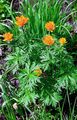 portocale Gradina Flori Glob De Flori, Trollius fotografie, cultivare și descriere, caracteristici și în creștere