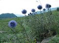 light blue Garden Flowers Globe thistle, Echinops Photo, cultivation and description, characteristics and growing