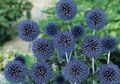 blue Garden Flowers Globe thistle, Echinops Photo, cultivation and description, characteristics and growing