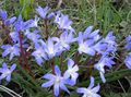 light blue Garden Flowers Glory of the snow, Chionodoxa Photo, cultivation and description, characteristics and growing