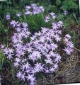 lilac Garden Flowers Glory of the snow, Chionodoxa Photo, cultivation and description, characteristics and growing