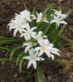 white Garden Flowers Glory of the snow, Chionodoxa Photo, cultivation and description, characteristics and growing