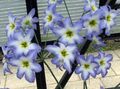 light blue Garden Flowers Glory Of The Sun, Leucocoryne Photo, cultivation and description, characteristics and growing
