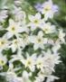 white Garden Flowers Glory Of The Sun, Leucocoryne Photo, cultivation and description, characteristics and growing