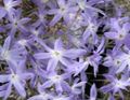 svijetlo plava Vrtne Cvjetovi Sjaj Sunca, Leucocoryne Foto, uzgajanje i opis, karakteristike i uzgoj