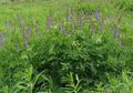 lilac Garden Flowers Goat's rue, Galega Photo, cultivation and description, characteristics and growing
