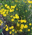 黄 园林花卉 金色的玛格丽特，戴尔的甘菊, Anthemis tinctoria, Anthemis hybrida 照, 养殖 和 描述, 特点 和 成长