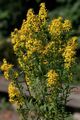 geltonas Sodo Gėlės Rykštenės, Solidago Nuotrauka, auginimas ir aprašymas, charakteristikos ir augantis
