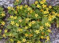 yellow Garden Flowers Goldenstar, Green-and-gold, Chrysogonum Photo, cultivation and description, characteristics and growing