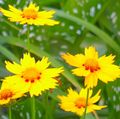 yellow Garden Flowers Goldmane Tickseed, Coreopsis drummondii Photo, cultivation and description, characteristics and growing