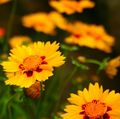 orange Garden Flowers Goldmane Tickseed, Coreopsis drummondii Photo, cultivation and description, characteristics and growing