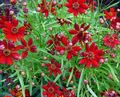 burgunder Hage blomster Goldmane Tickseed, Coreopsis drummondii Bilde, dyrking og beskrivelse, kjennetegn og voksende