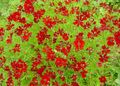 röd Trädgårdsblommor Goldmane Tickseed, Coreopsis drummondii Fil, uppodling och beskrivning, egenskaper och odling