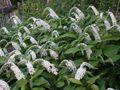 white Garden Flowers Gooseneck Loosestrife, Lysimachia clethroides Photo, cultivation and description, characteristics and growing