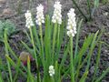 white Garden Flowers Grape hyacinth, Muscari Photo, cultivation and description, characteristics and growing