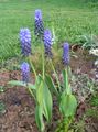 light blue Garden Flowers Grape hyacinth, Muscari Photo, cultivation and description, characteristics and growing