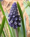 Bilde Drue Hyacinth beskrivelse, kjennetegn og voksende