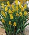 yellow Garden Flowers Grape hyacinth, Muscari Photo, cultivation and description, characteristics and growing